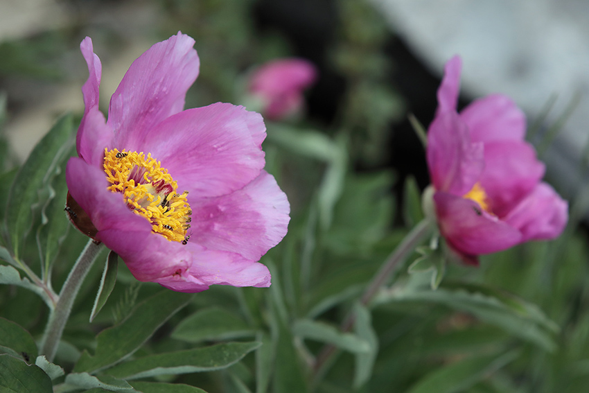 Paeonia officinalis subsp. hutii / Peonia di Huth